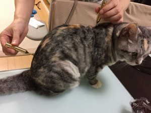 猫の刺さない鍼治療